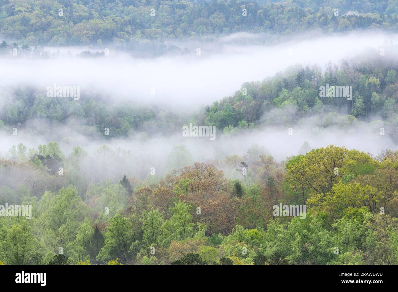 Nebbia mattutina sul Great Smoky Mountains National Park, TN, USA, di Dominique Braud/Dembinsky Photo Assoc Foto Stock