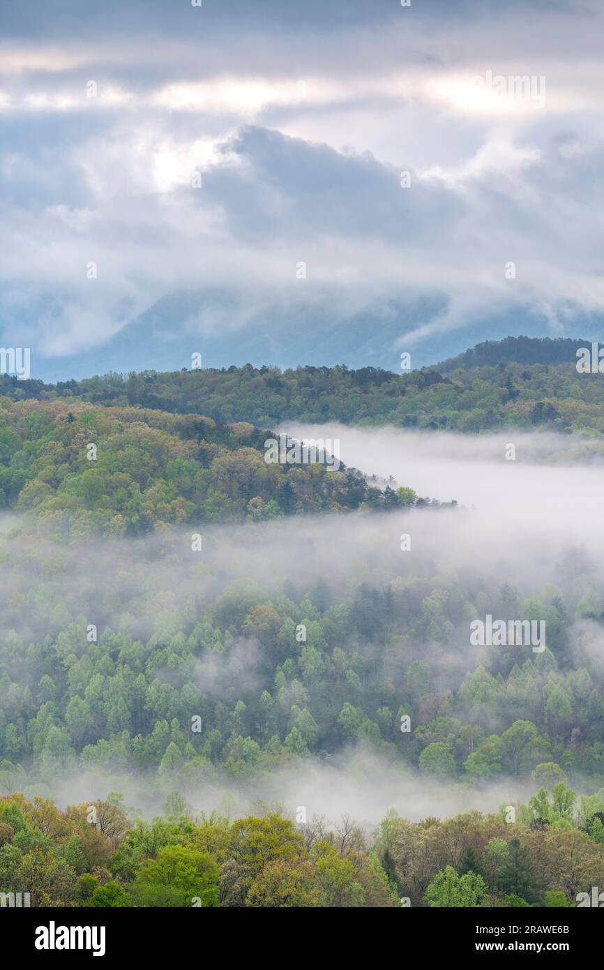 Nebbia mattutina sul Great Smoky Mountains National Park, TN, USA, di Dominique Braud/Dembinsky Photo Assoc Foto Stock
