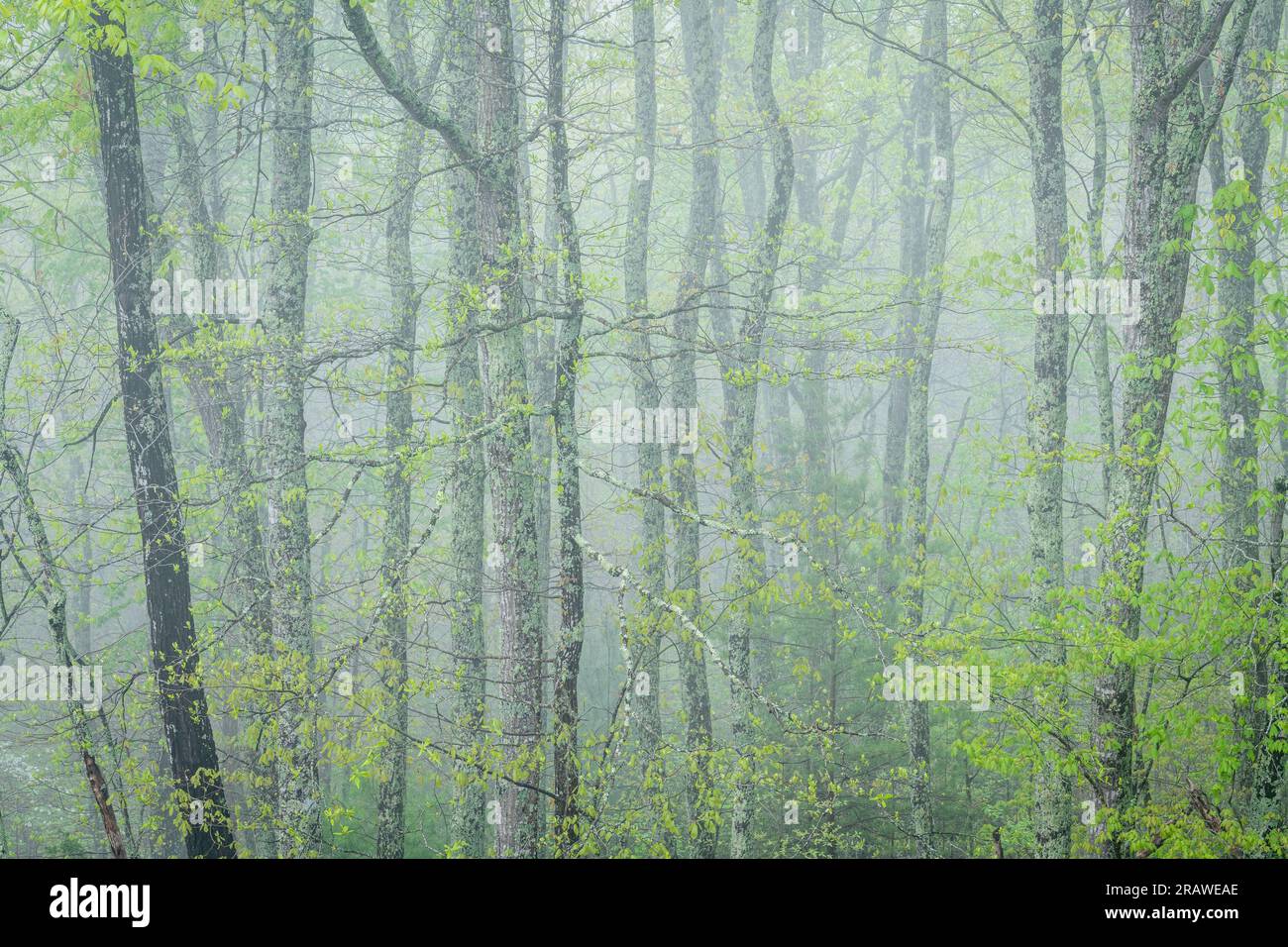 Baia boscosa, nebbia, mattina, Great Smoky Mountains National Park, Spring, TN, USA, by Dominique Braud/Dembinsky Photo Assoc Foto Stock