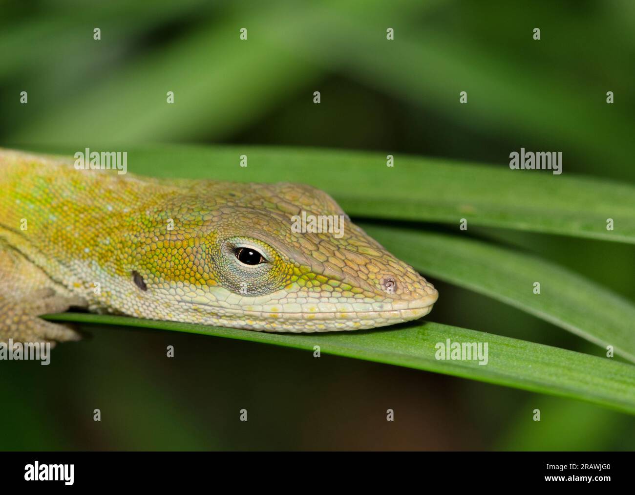 Lucertola anolica verde (Anolis carolinensis) riposa in erba alta durante le ore notturne a Houston, Texas. Profilo testa con messa a fuoco selettiva. Foto Stock