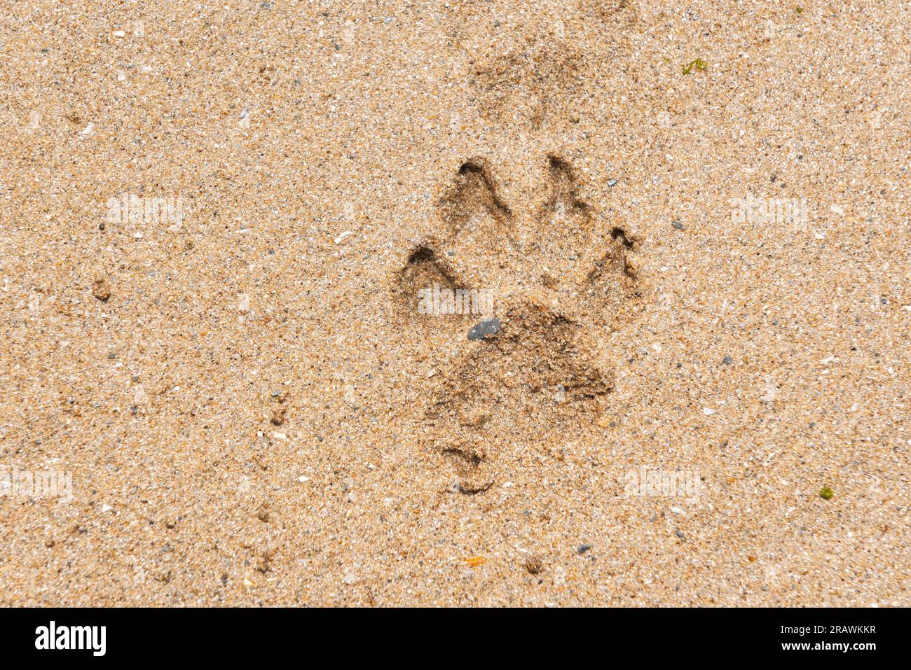 Stampa della zampa di un cane nella sabbia Foto Stock
