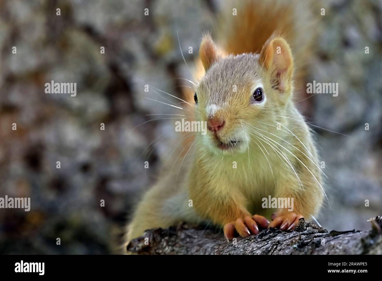 Uno scoiattolo rosso pallido (Tamiasciurus hudsonicus), adagiato su un ramo di albero che guarda di fronte nel suo habitat boschivo nell'Alberta rurale Canada Foto Stock