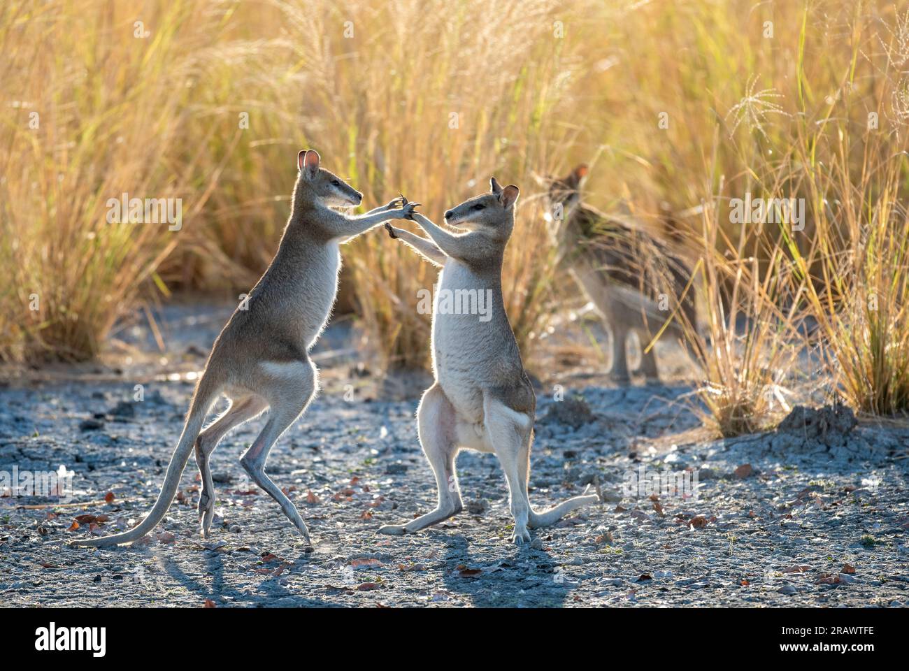 Wallaby agili che combattono vicino a una laguna nell'estremo nord del Queensland, Australia. Foto Stock