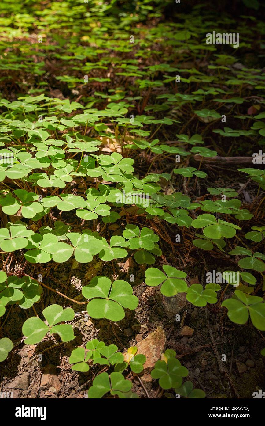 Redwood Sorrel densa copertura del pavimento della foresta nella riserva naturale Armstrong Redwoods State, Guerneville, California. Vista dall'alto, verde in tutto il telaio. Foto Stock
