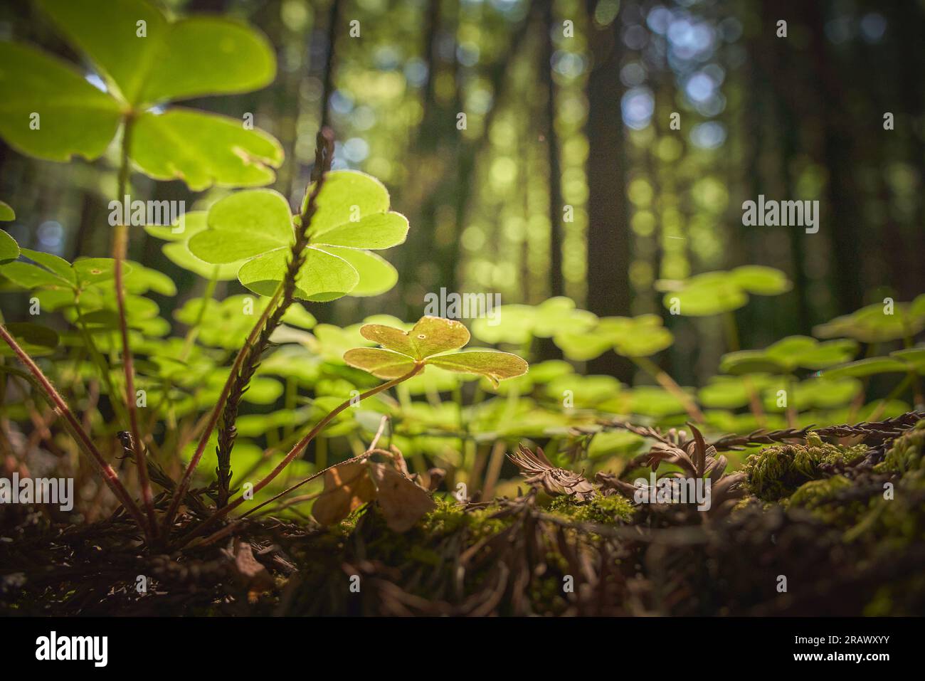 Redwood sorrel al piano forestale della Armstrong Redwoods State Natural Reserve, a Guerneville, California. Punto panoramico basso a livello del suolo, alberi sfocati. Foto Stock
