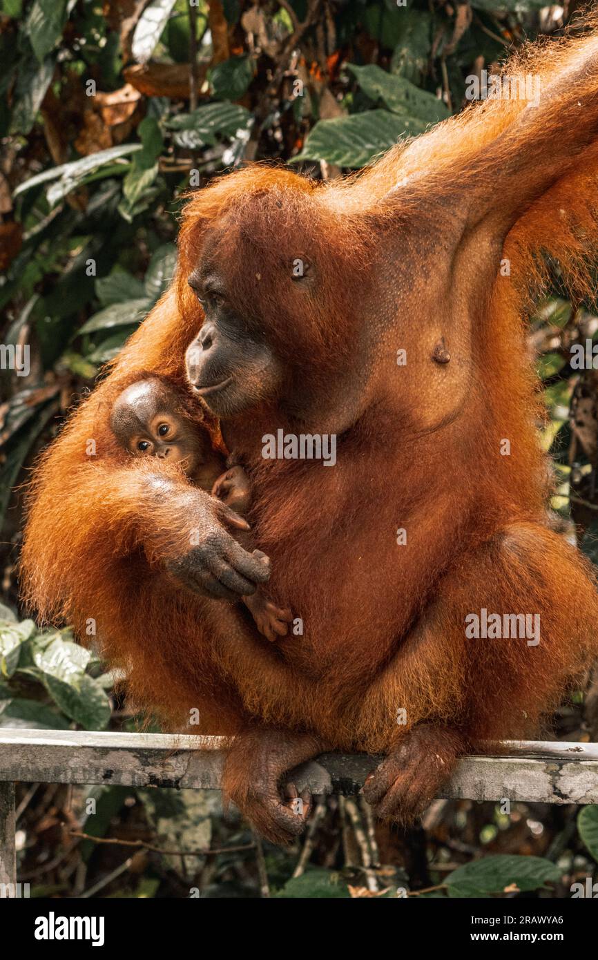 Oranghi e neonati: Un legame commovente. I loro occhi si incontrano, amore evidente. L'abbraccio della natura catturato in questo momento intimo. Foto Stock