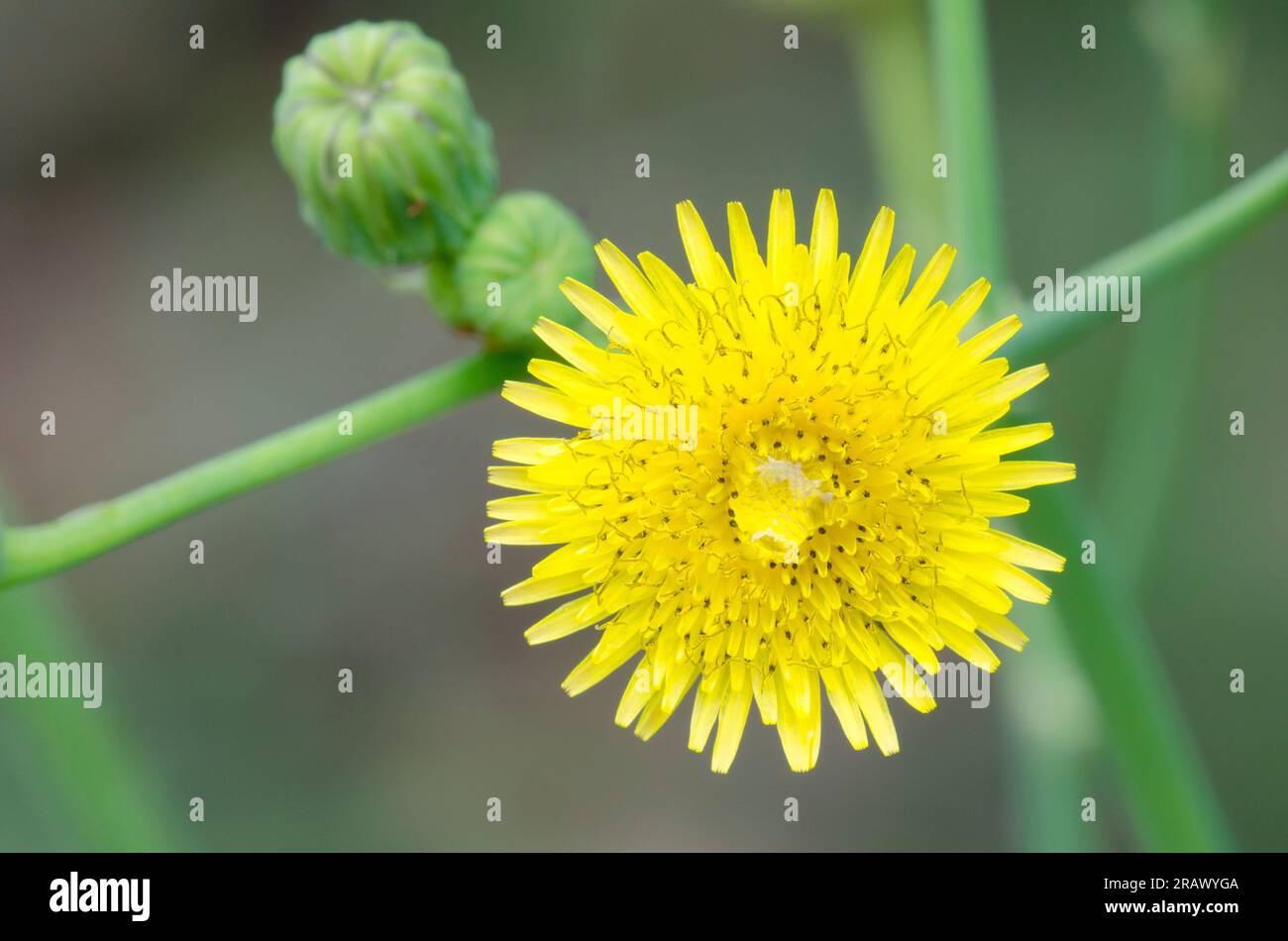 Spiny Sowthistle, Sonchus asper Foto Stock