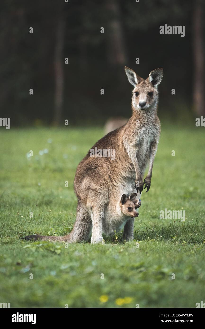 Uno spettacolo commovente di una madre canguro con la sua adorabile joey nascosta al sicuro nella sua borsa, incarnando il legame dell'amore e della cura materna nell'anim Foto Stock