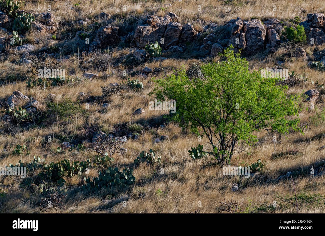 Le erbe dominano la collina con un albero isolato di Mesquite e Prockly Pear Cacti, lungo la Mt Lemon Road, la Coronado National Forest, la Pima County, AR Foto Stock