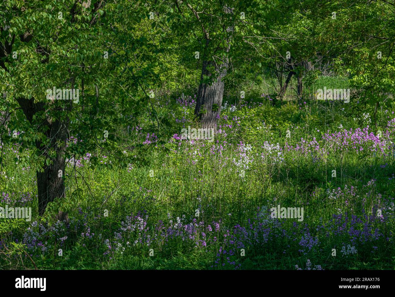 Woodland Phlox cresce in abbondanza in un'apertura nel bosco presso la McDowell Grove Forest Preserve, DuPage County, Illinois Foto Stock