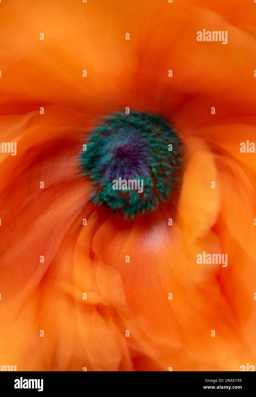 Un movimento voluminoso della fotocamera crea questa vista astratta ravvicinata di un papavero orientale (Papaver orientale), Clear Grounds, Ellison Bay, Do Foto Stock