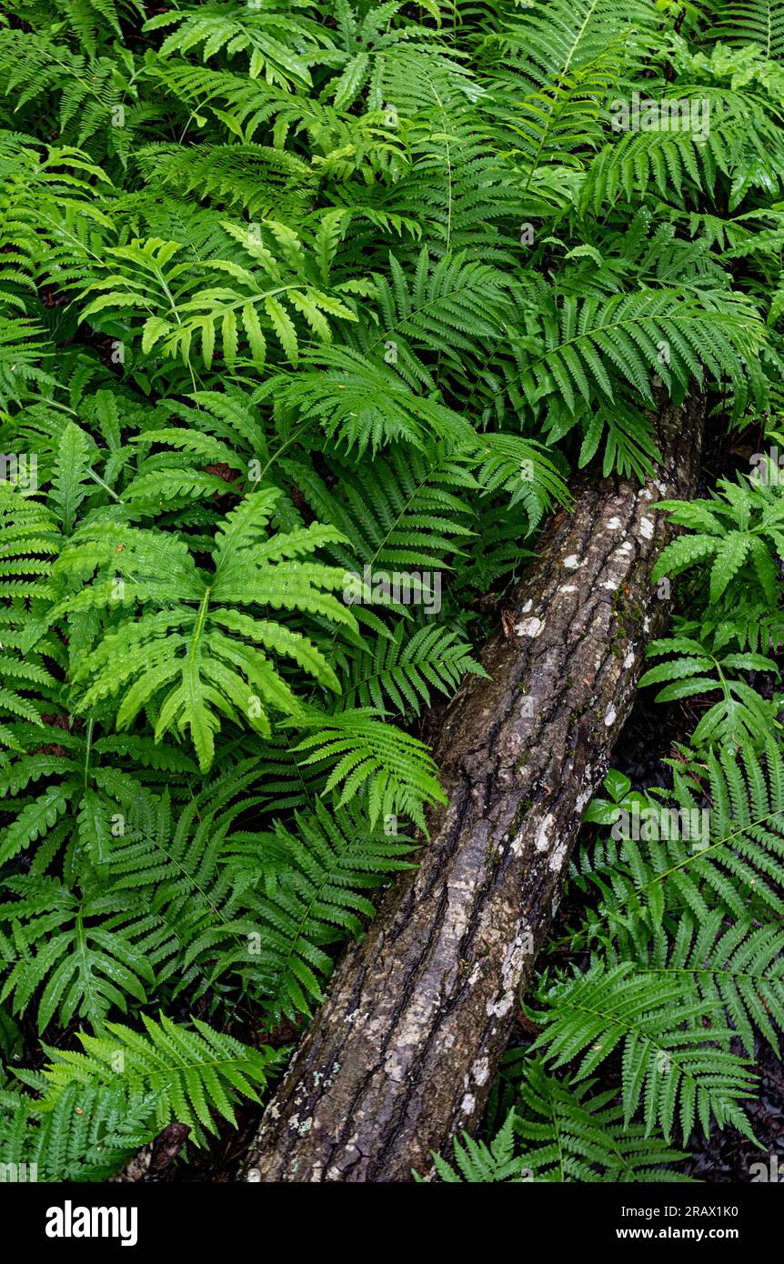 Bracken Pteridium aquilinum) e i felci sensibili riempiono il fondo della foresta lungo il sentiero delle felci presso la riserva naturale dell'estuario del fiume Mink, Ellison Bay, Doo Foto Stock