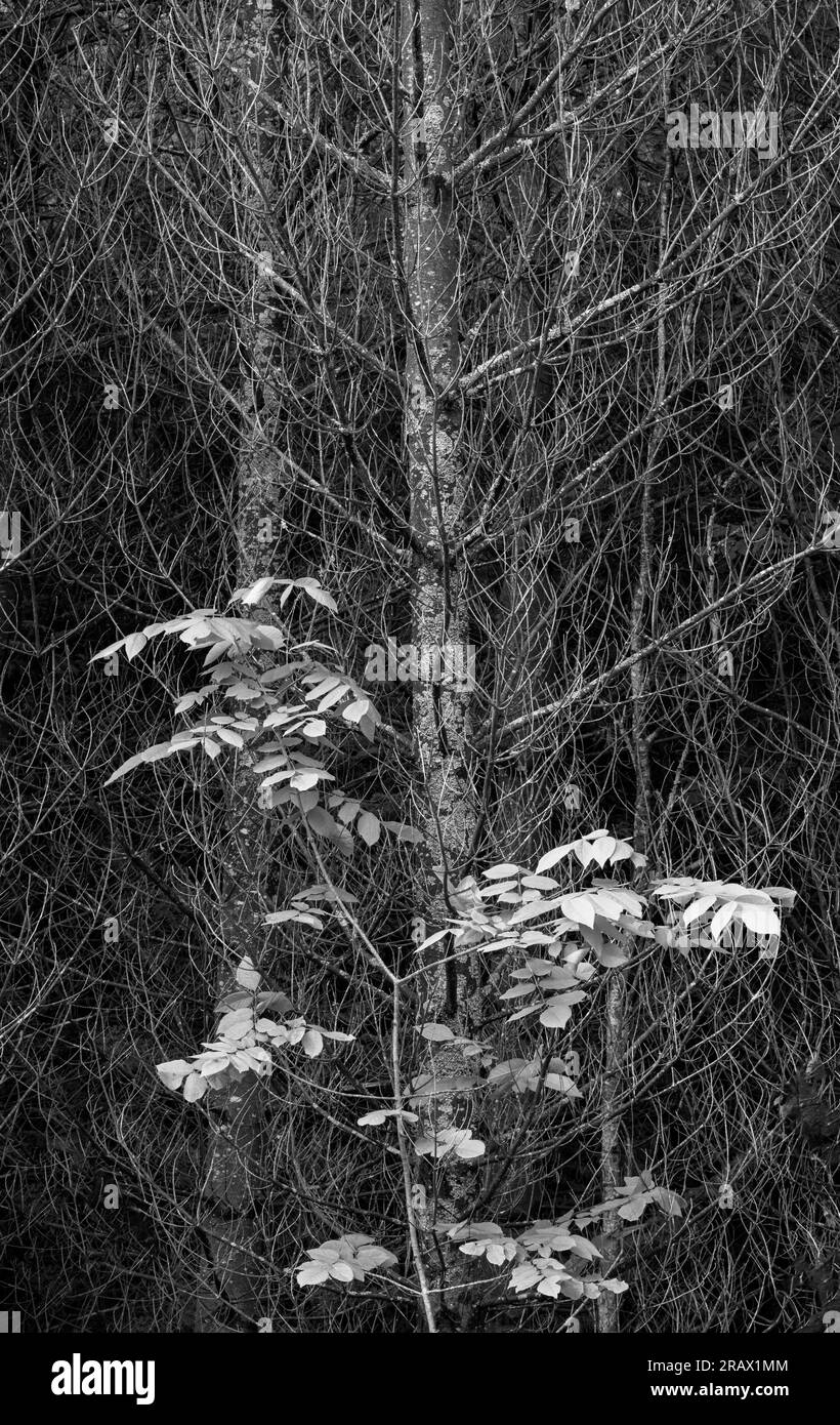 Un giovane frassino bianco (Fraxinus americana) cresce di fronte a un banco di alberi di Tamarack morti (Larix laricina), Newport State Park, Door County, Wisconsin Foto Stock