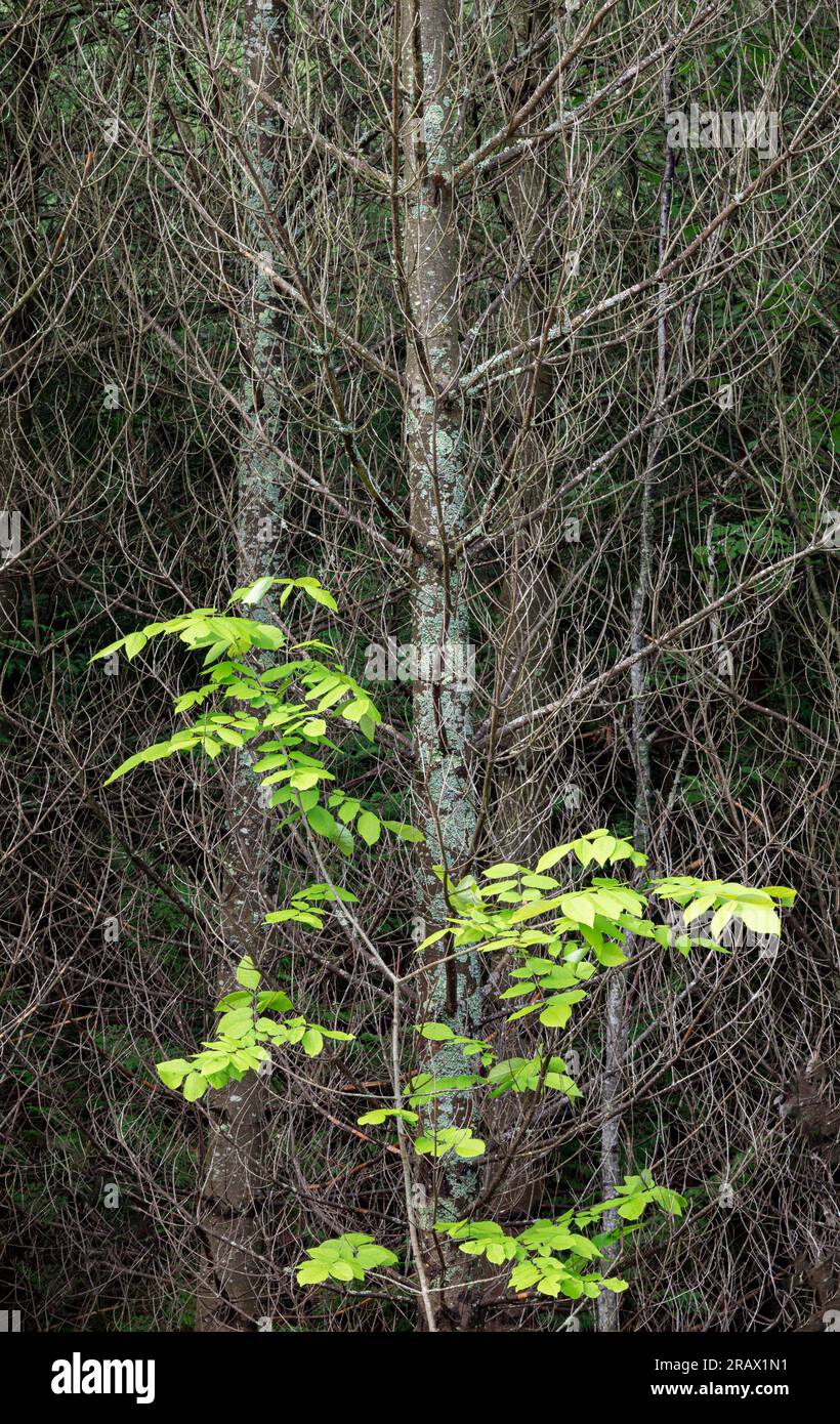 Un giovane frassino bianco (Fraxinus americana) cresce di fronte a un banco di alberi di Tamarack morti (Larix laricina), Newport State Park, Door County, Wisconsin Foto Stock