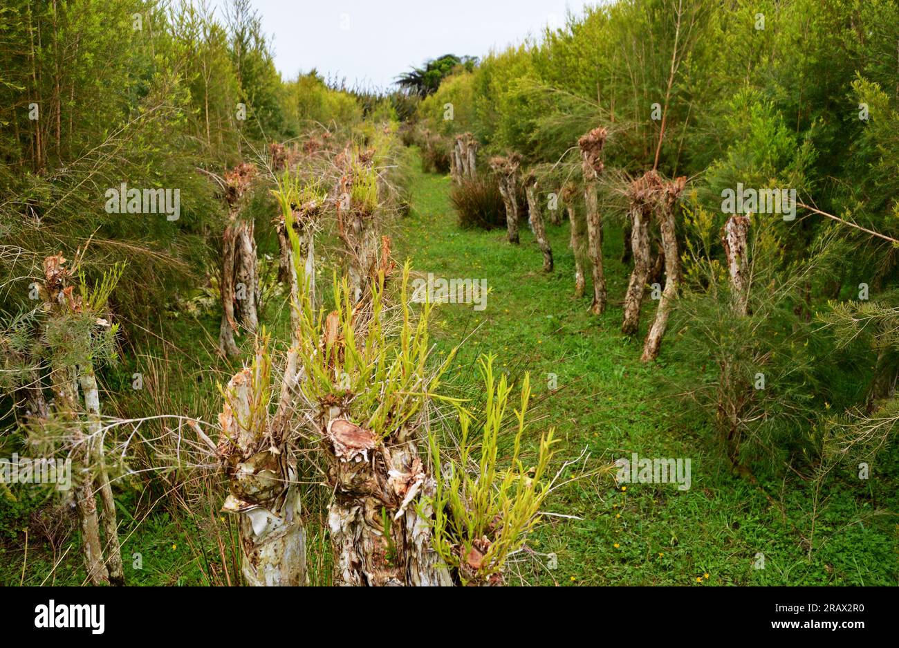 Nuova crescita della piantagione di Tea Tree. L'olio di Tea Tree è un antifungino naturale e antiossidante che migliora la guarigione, disinfettante per le mani, repellente per insetti e d Foto Stock
