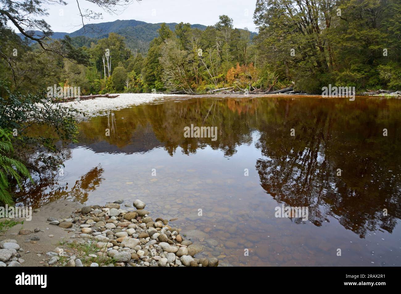 Incredibile fiume Brown Oparara, causato dalla lisciviazione naturale delle piante di Nothofagus e dai riflessi dell'acqua, Karamea, nuova Zelanda Foto Stock