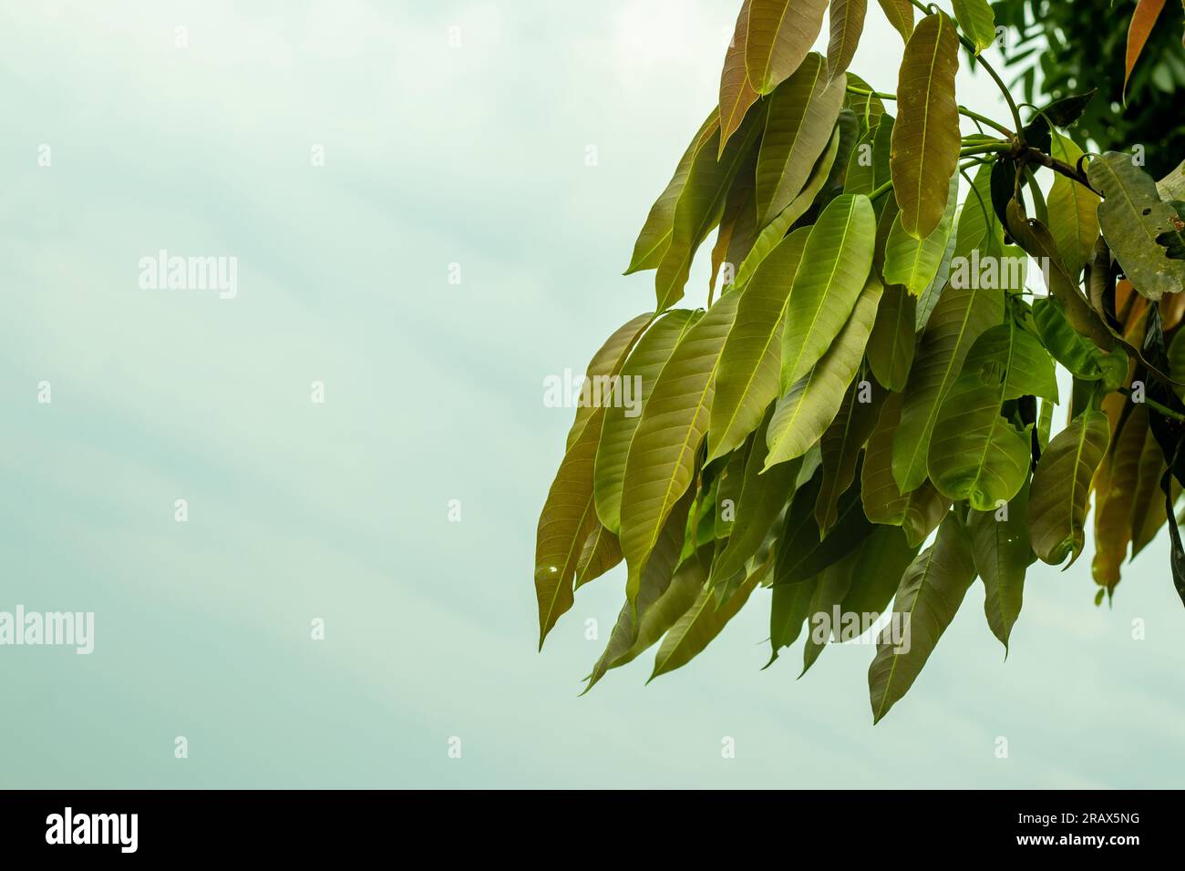 Le foglie di mango aiutano a ridurre la pressione sanguigna e a trattare il diabete. Sono inoltre ricchi di flavonoidi e fenoli che conferiscono proprietà antiossidanti alle le Foto Stock
