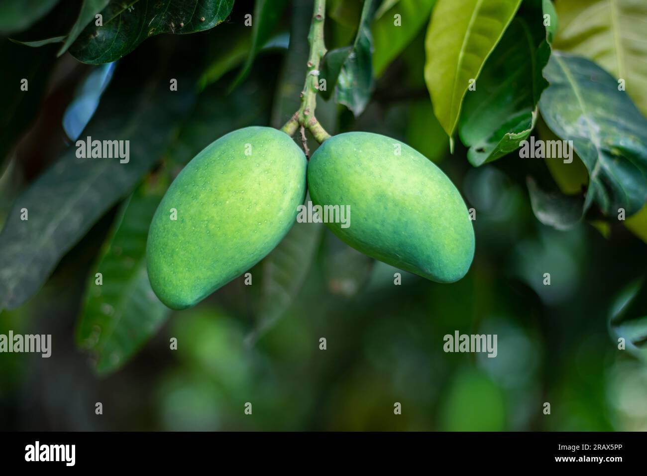 Questo mango può essere mangiato sempre crudo. Da qui questo mango si chiama Green Mango. Quando sono maturi, la dolcezza e il gusto dei manghi aumentano Foto Stock