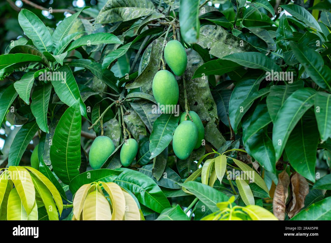 I manghi verdi sono un giovane mango non maturo. Sono aspri e croccanti e meglio mangiarli come spuntino con un po' di peperoncino andor al sale. Quando sono maturi, la dolcezza e la ta Foto Stock