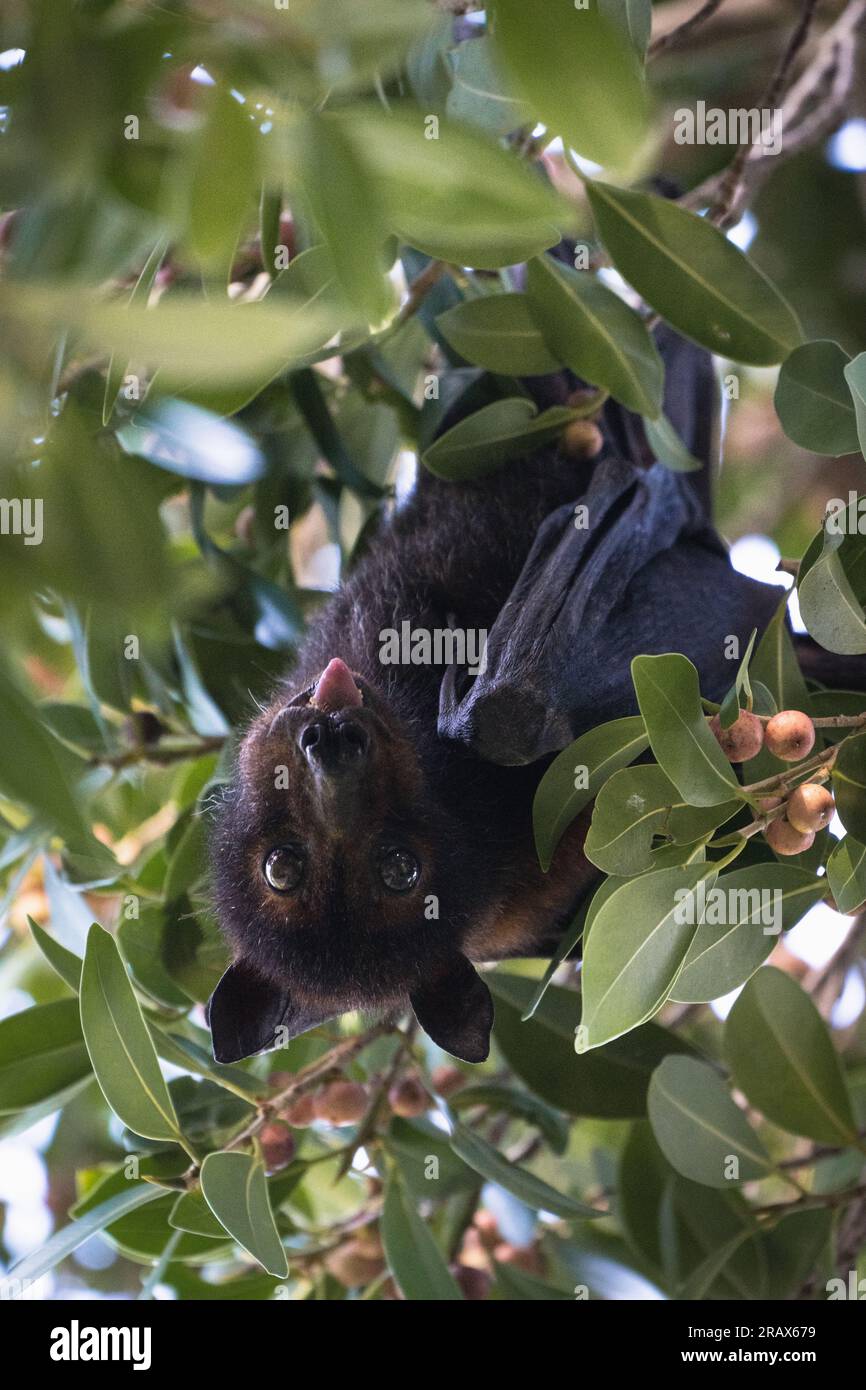 Un pipipistrello di volpe rossa è appeso a testa in giù su un ramo e le sue caratteristiche sorprendenti si fondono con le ombre scure della notte. Foto Stock