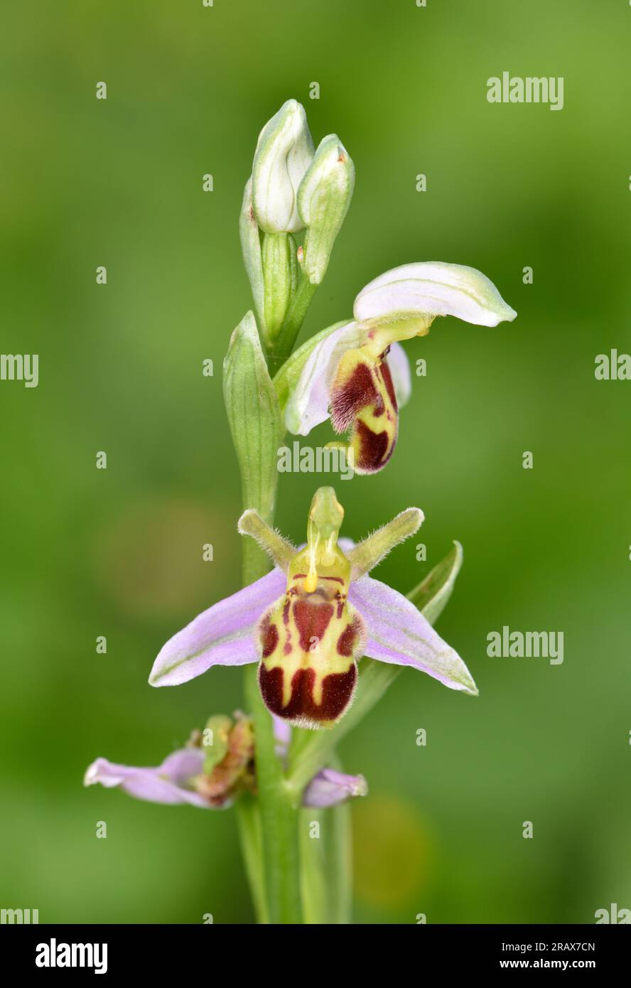 Orchidea delle api - Ophrys apifera var. belgarum Foto Stock