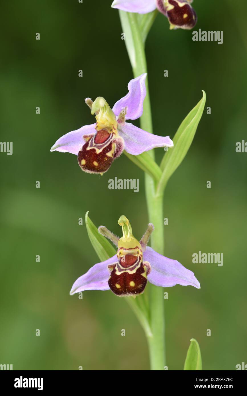 Bee Orchid - Ophrys apifera Foto Stock