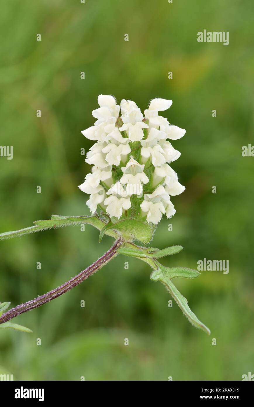 Selfheal a foglie tagliate - Prunella laciniata Foto Stock