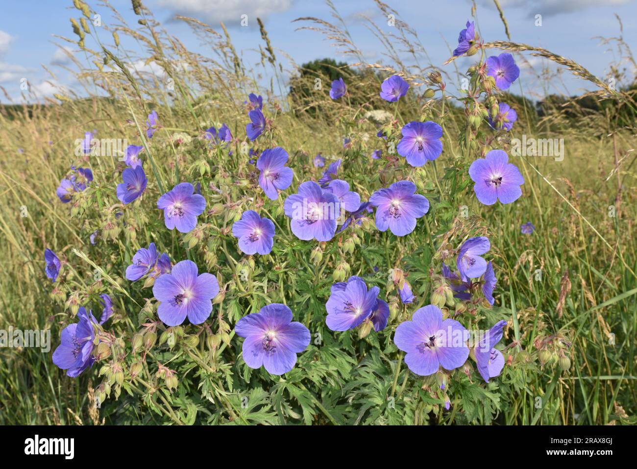 Il disegno di legge di Meadow Crane - Geranium pratense Foto Stock