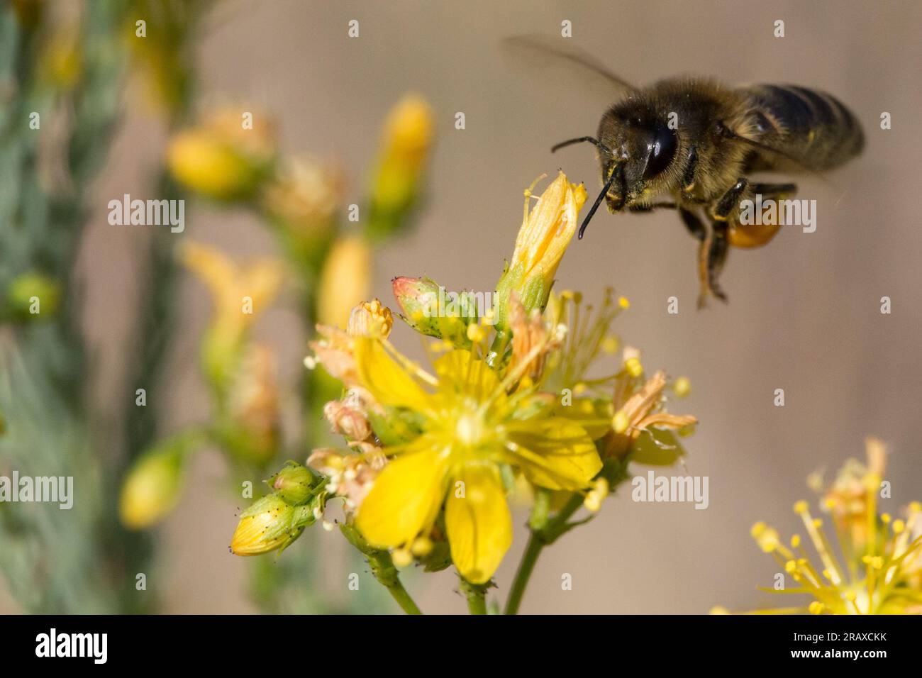 Api europee (apis mellifera) che volano verso un impianto di fioritura Foto Stock