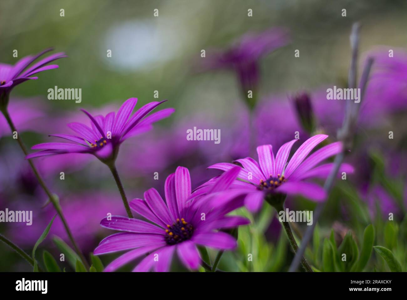 Un bel bokeh di margherite selvagge con luci del sole e ombre Foto Stock