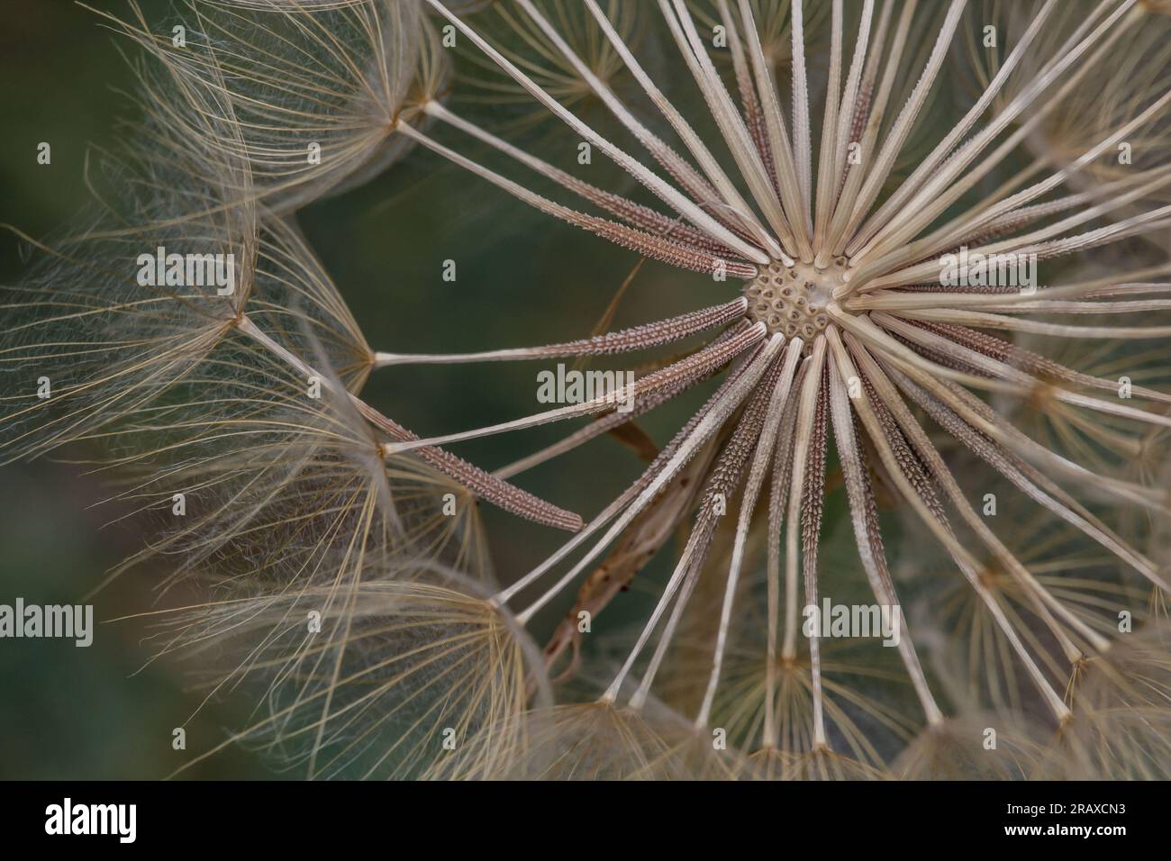 Dandelion macro con le sue texture definite e la composizione originale che simula il logo eurovision Foto Stock