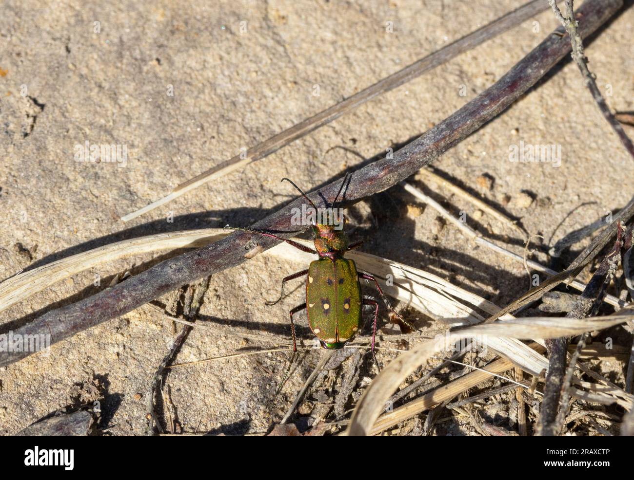 Leggermente più piccolo del suo parente verde più comune, il raro scarabeo della tigre di bronzo si trova in tutta Europa in habitat simili. Foto Stock