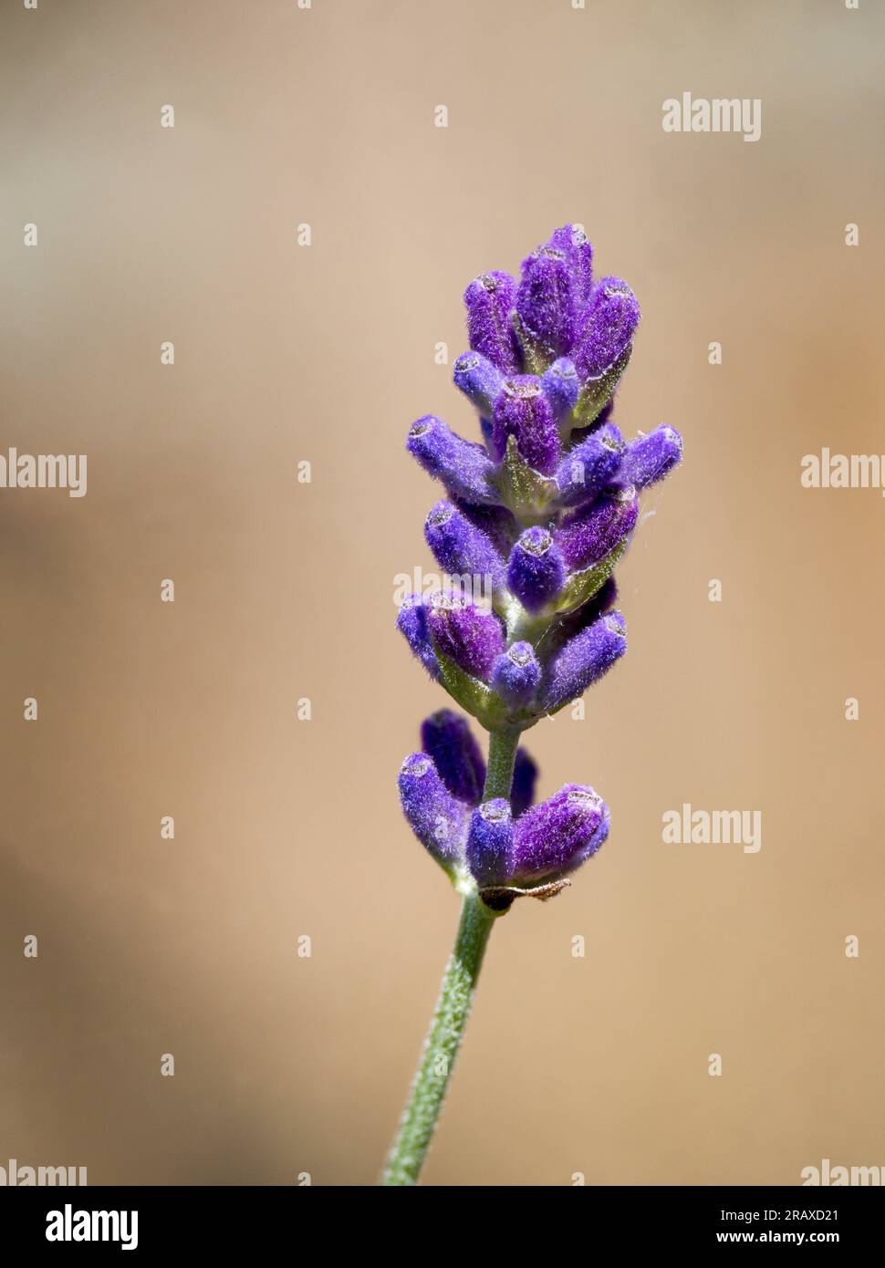 Primo piano di una singola testa di fiori di lavanda su uno sfondo morbido Foto Stock