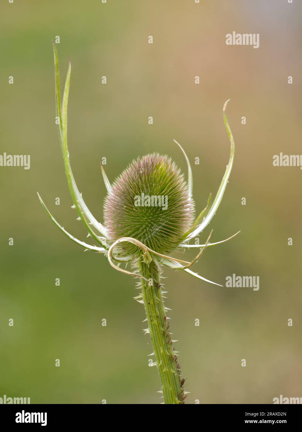 Testa di fiore di una pianta di cavalletto, (Dipsacus fullonum), fotografata su uno sfondo verde diffuso Foto Stock