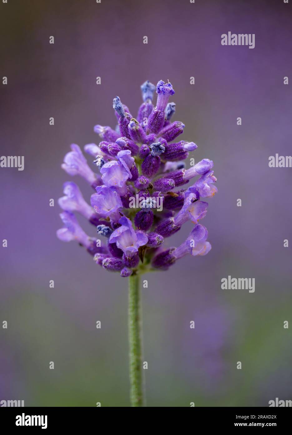Primo piano di una singola testa di fiori di lavanda su uno sfondo morbido di altri fiori di lavanda Foto Stock