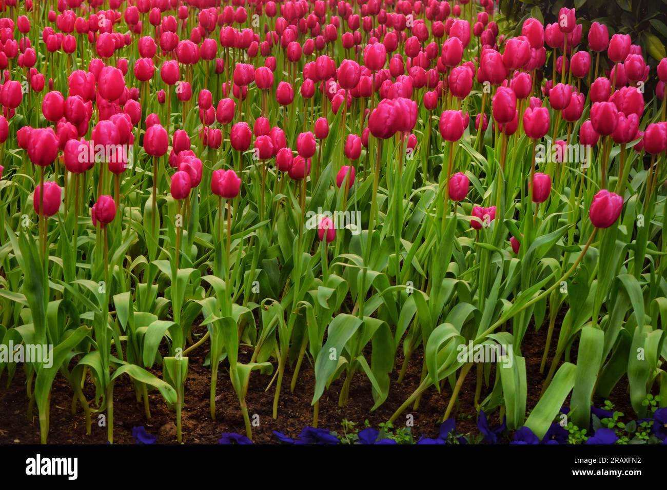 Provate l'affascinante fascino dei fiori rosa che fioriscono in un sereno giardino cinese, abbracciato dal calore delicato della luce del sole all'aperto. L'exq. Della natura Foto Stock