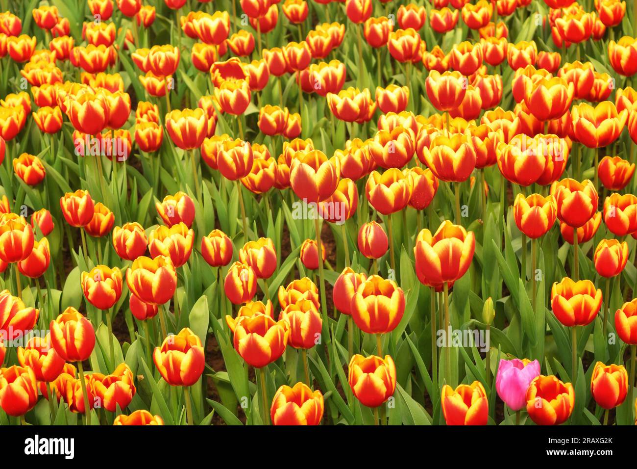Provate l'affascinante fascino dei fiori rosa che fioriscono in un sereno giardino cinese, abbracciato dal calore delicato della luce del sole all'aperto. L'exq. Della natura Foto Stock