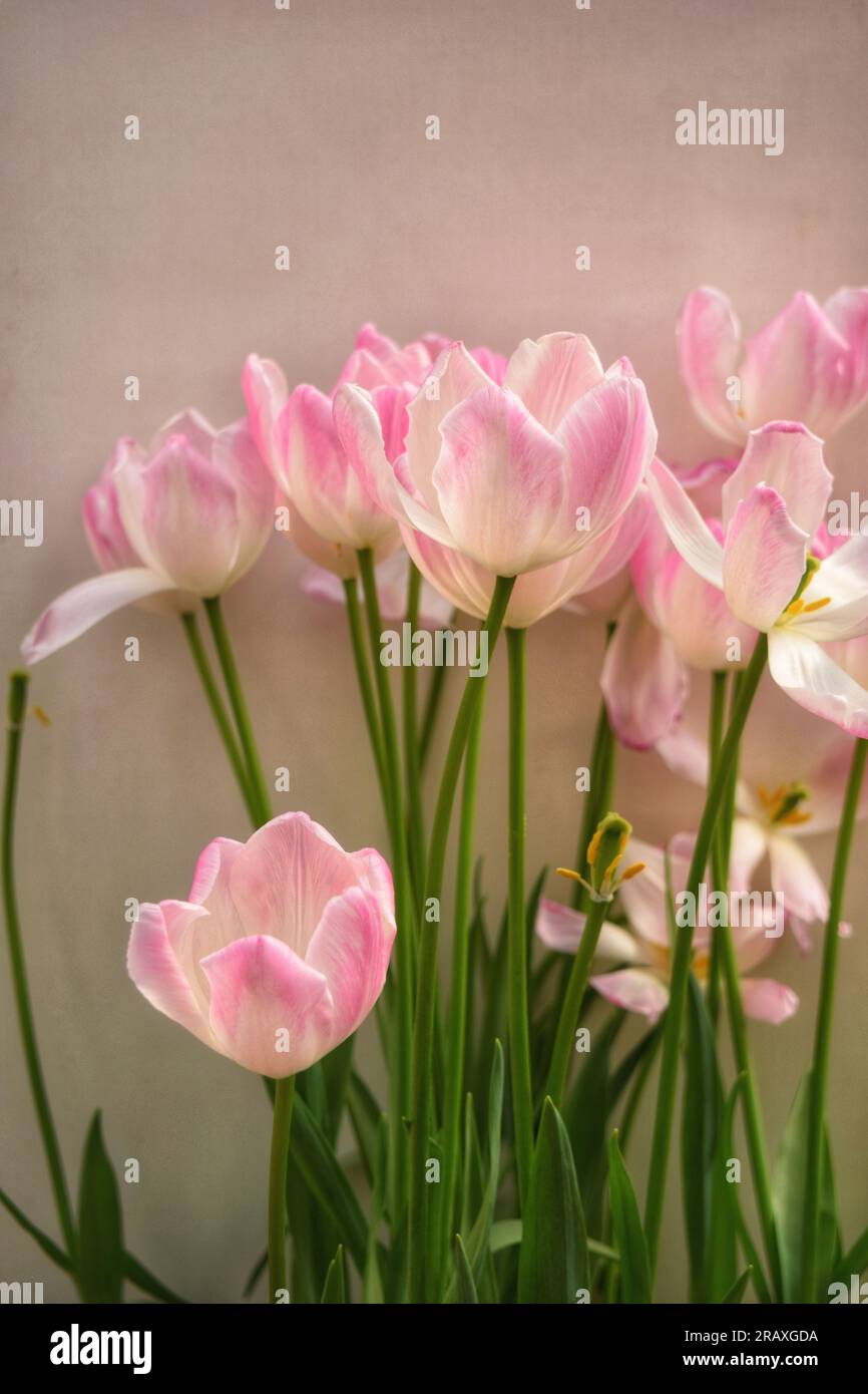Provate l'affascinante fascino dei fiori rosa che fioriscono in un sereno giardino cinese, abbracciato dal calore delicato della luce del sole all'aperto. L'exq. Della natura Foto Stock