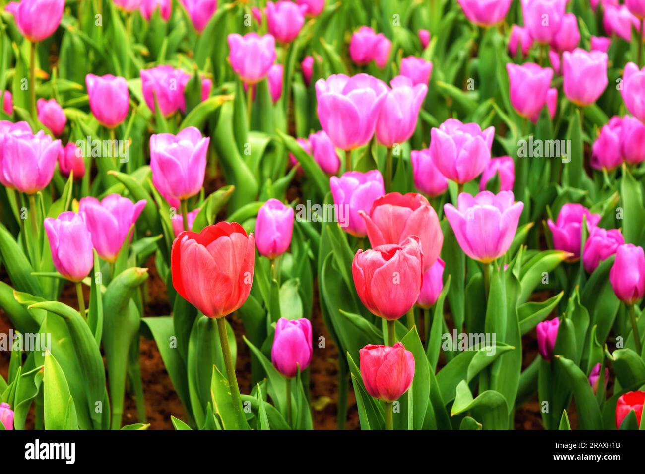 Provate l'affascinante fascino dei fiori rosa che fioriscono in un sereno giardino cinese, abbracciato dal calore delicato della luce del sole all'aperto. L'exq. Della natura Foto Stock