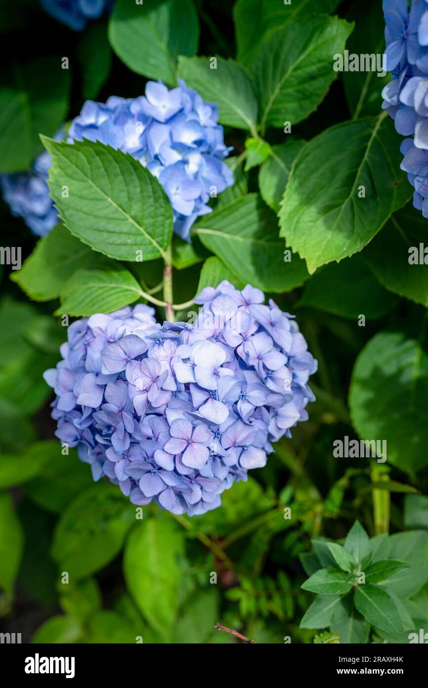 Fiori di Hydrangea macrophylla a forma di cuore blu viola in piena fioritura Foto Stock