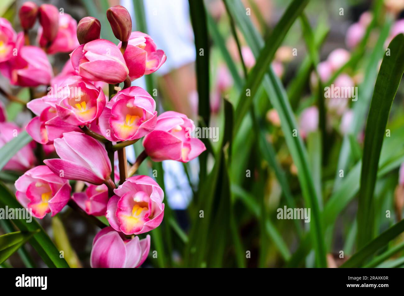 Gruppo di orchidee di cymbidium di colore rosa che fioriscono sul suo albero. Foto Stock