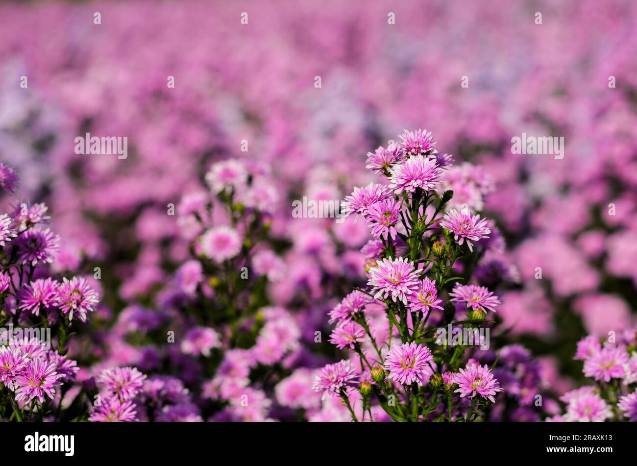 Selezione selettiva dei fiori di aster rosa della taglierina di New York che fioriscono in fattoria con il suo sfondo di fiori sfocati. Foto Stock