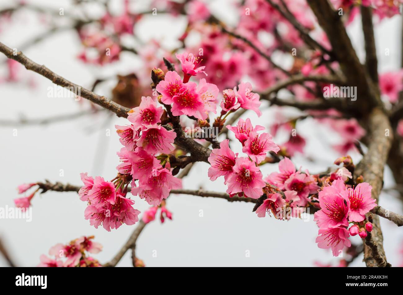 Fiori rosa di sakura della Tailandia che fioriscono nella stagione fredda nella montagna della provincia di Chiang mai. Foto Stock