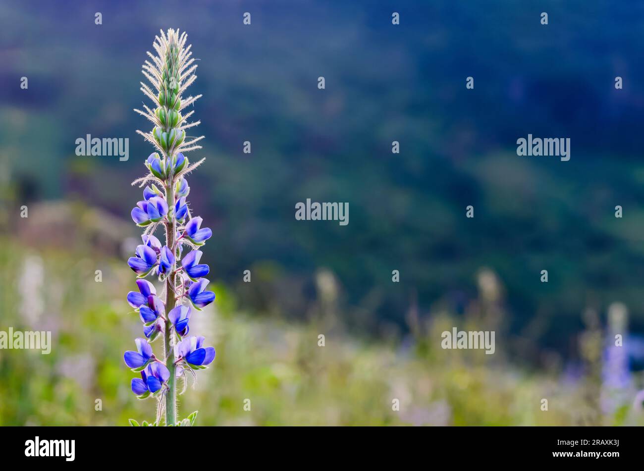 Fiore di lupino viola in piedi da solo nella fattoria con sfondo montano sfocato. Foto Stock