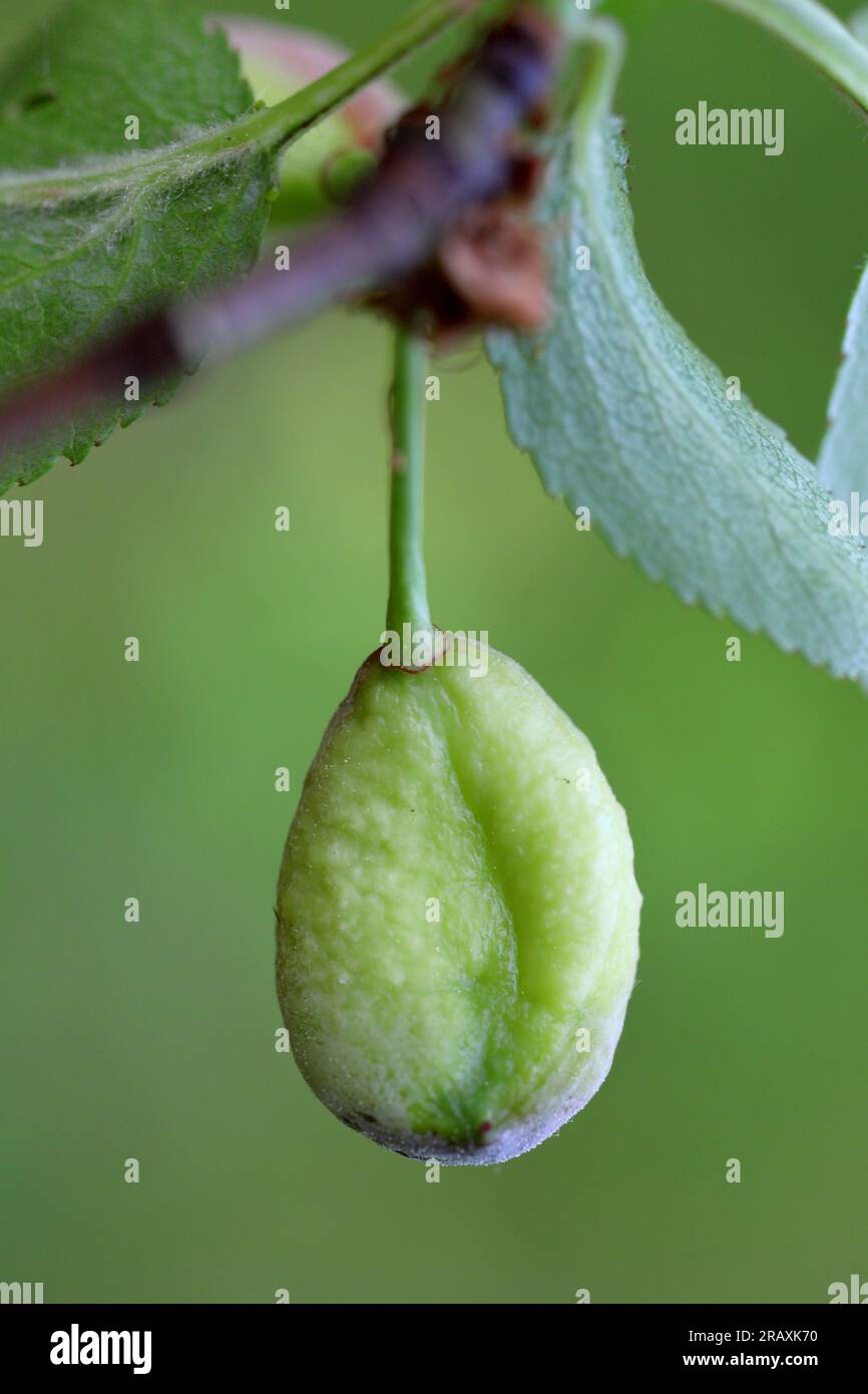 La prugna tascabile Taphrina pruni ha sofferto di frutta di prugne errate. Foto Stock