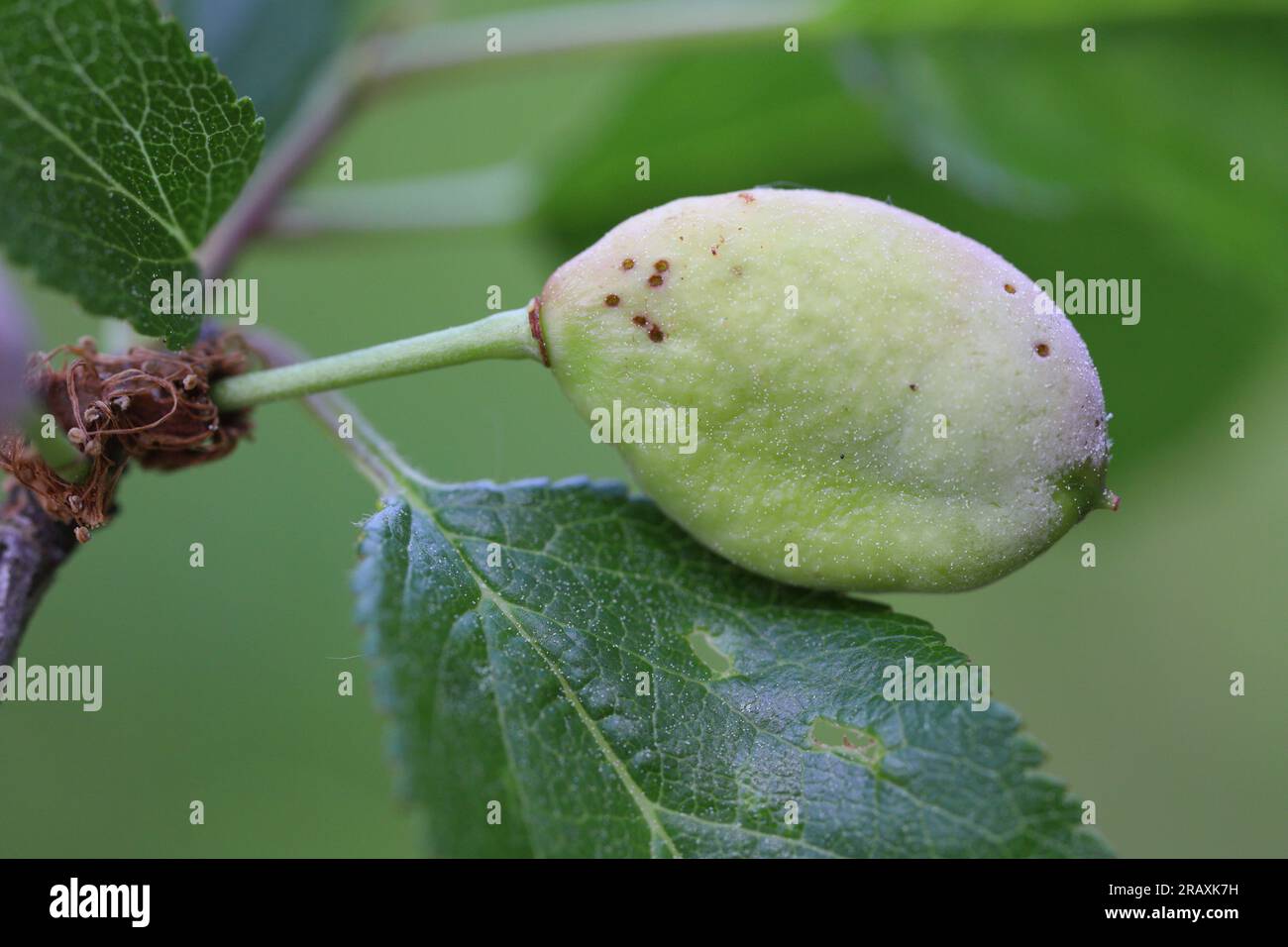 La prugna tascabile Taphrina pruni ha sofferto di frutta di prugne errate. Foto Stock