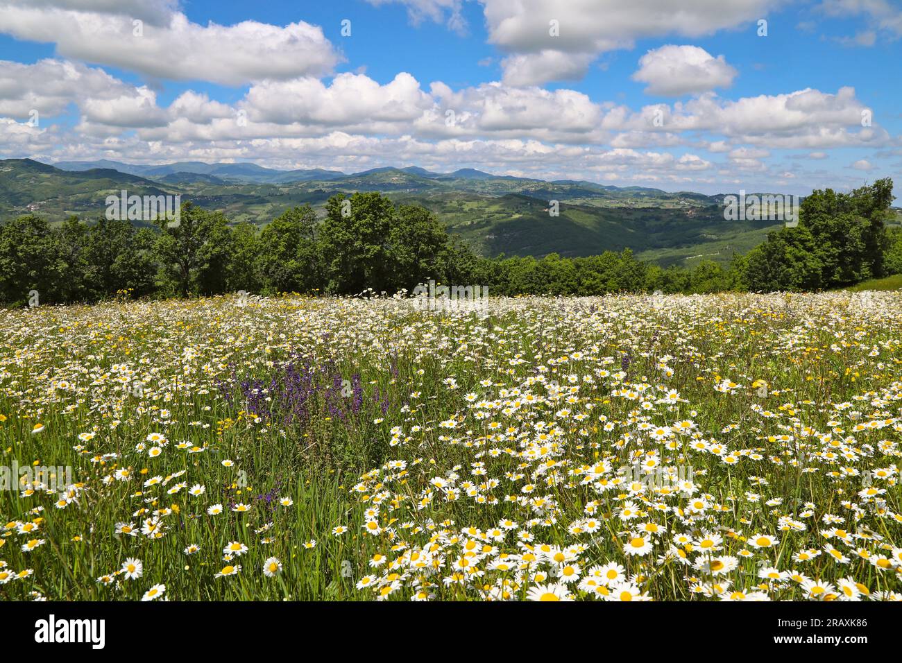 Paesaggio collinare, campo di margherite Foto Stock