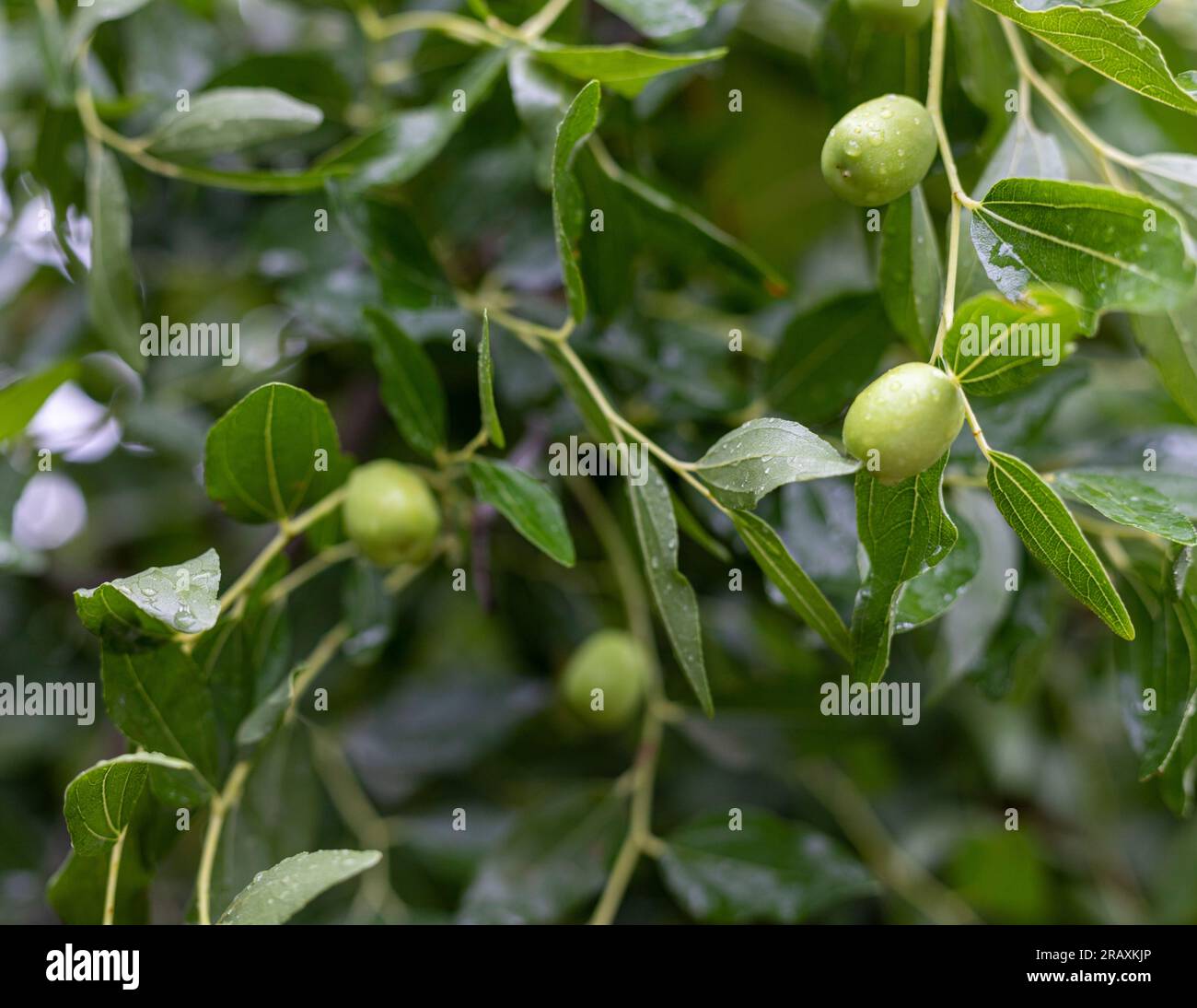 Il Markhanrai o frutto della giuggiola è una pianta medicinale selvatica coltivata in zone ad alta quota principalmente nelle zone montane del Pakistan. Foto Stock