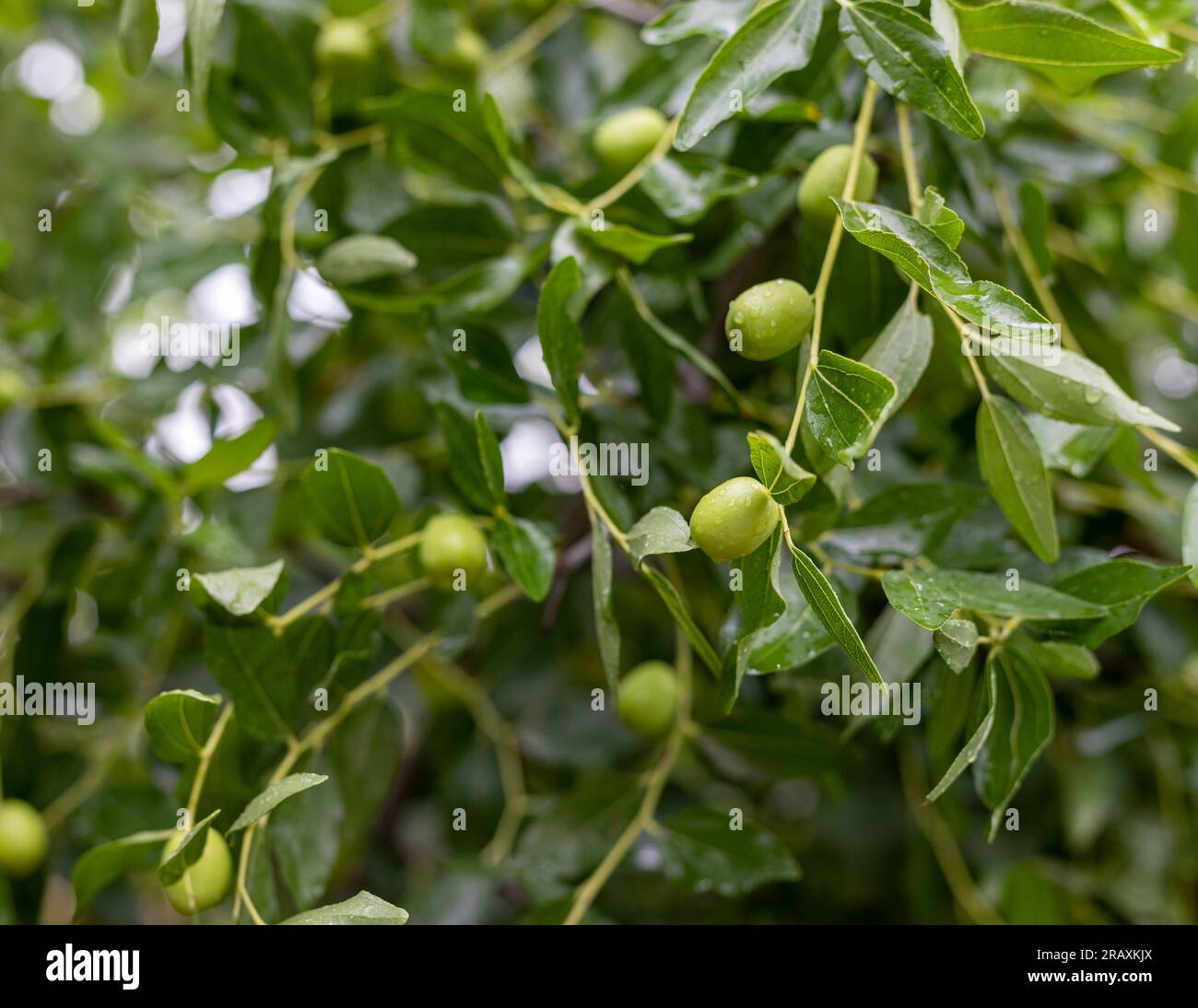 Le datteri cinesi o giuggiole chiamate Markhanrai sono un popolare frutto estivo in Pakistan. Messa a fuoco selettiva. Foto Stock