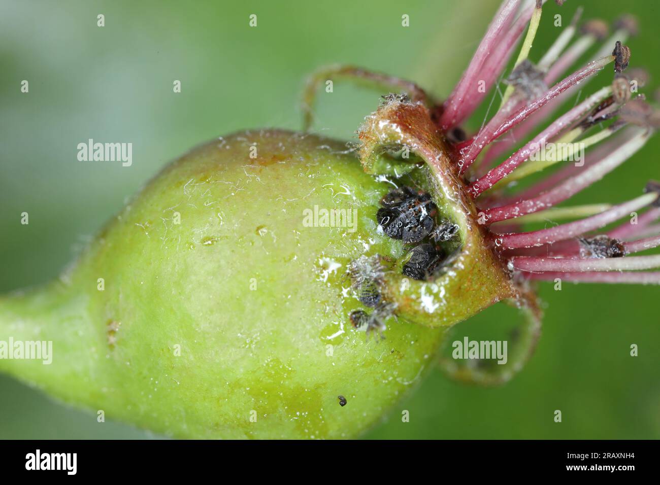 Sucker di pera Cacopsylla pyricola crawler ninfa su un frutto giovane e non maturo di pera. Foto Stock